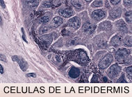 Células de la epidermis